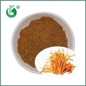Hvað er Cordyceps Militaris þykkni? Hver eru helstu innihaldsefni þess?